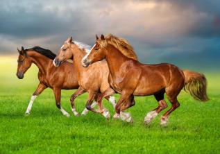 Pussel Horses in Spring Rain 500-bitar